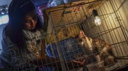 Pasangan Suami Istri Ini Tampung Puluhan Kucing Sakit, Dirawat hingga Sembuh