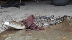 Buaya Muara Sepanjang 1,5 Meter Ditangkap Warga di Gunung Sitoli Nias