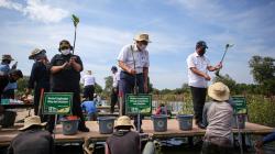 Menko Luhut Tanam Pohon Bakau, Dukung Program Rehabilitasi Ekosistem Mangrove