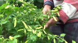 Hasil Panen Turun, Petani di Boyolali Tak Rasakan Imbas Kenaikan Harga Cabai <