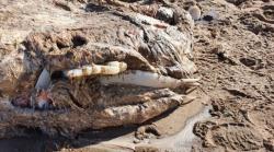 Bergigi dan Berbulu, Penampakan Hewan Laut Misterius Ini Bikin Merinding