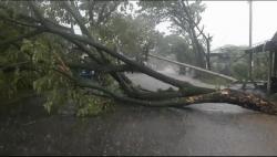 Diterjang Hujan Disertai Angin, Pohon Trambesi di Cianjur Tumbang dan Putuskan Kabel<