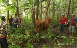 Hilang Dicuri, 4 Ekor Sapi Ditemukan Terikat Pohon Jati di Tengah Hutan <