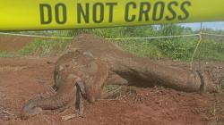 Gajah Sumatera Ditemukan Mati Terkena Jerat Pemburu