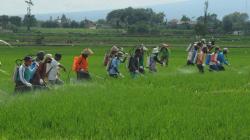 Begini Cara Petani Boyolali Kendalikan Hama Wereng