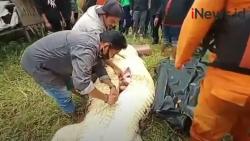 Video Bocah 8 Tahun Tewas Dimangsa Buaya saat Mancing di Sungai Tempakul Samarinda