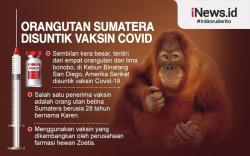 Infografis Orangutan Sumatera Disuntik Vaksin Covid di Kebun Binatang AS