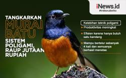 Infografis Warga Gresik Untung Jutaan dari Penangkaran Murai Batu Sistem Poligami