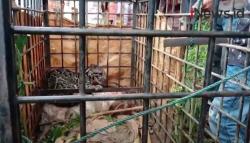 Video Macan Dahan Mangsa 5 Kambing Milik Warga Ditangkap di Lima Puluh Kota Sumbar