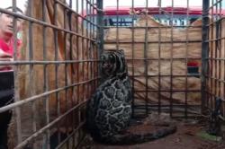 Video Warga di Sumbar Tangkap Macan Dahan