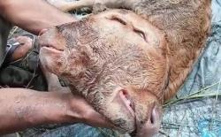 Geger Anak Sapi di Probolinggo Lahir Berkepala 2, Bulu Mirip Onta 