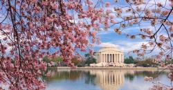 Selain Jepang, Ini 17 Tempat Wisata Menikmati Keindahan Sakura di Dunia 