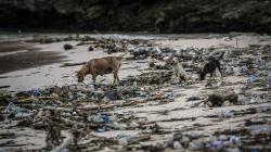 Tumpukan Sampah Plastik Rusak Lingkungan dan Keindahan Pantai Pink Lombok