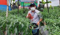 Ponpes di Boyolali Ini Sukses Panen Cabai saat Harganya Tinggi 