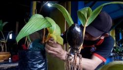 Wow, Perajin Ini Bisa Jual Bonsai Kelapa Minion hingga Rp7 Juta di Masa Pandemi