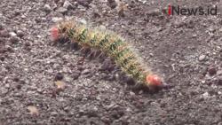 Video Ribuan Ulat Bulu Serang Pemukiman Warga Desa Sesaot Lombok Barat