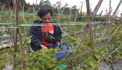 Aksi Pencurian Cabai Rawit Siap Panen Marak di Sentra Pertanian KBB