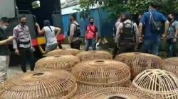 Polisi Gerebek Tempat Judi Sabung Ayam dan Adu Kemiri, 25 Pria di Tasikmalaya Ditangkap