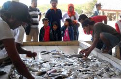 Nelayan Bantul Panen Ikan Bawal, Sekali Melaut Dapat Rp11 Juta