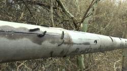 Ribuan Ulat Serang Desa Sidogemah Demak, 3 KK Mengungsi