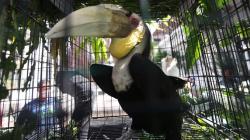 BKSDA Evakuasi Sejumlah Burung Dilindungi dari Rumah Dinas Gubernur Aceh
