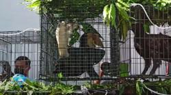 BKSDA Sita 9 Burung Dilindungi Milik Gubernur Aceh Nova Iriansyah