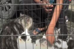 Video Unik Dokter Hewan di Lamongan Gelar Posyandu Gratis untuk Kucing
