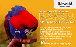 Infografis Pria di Sambas yang Ditangkap karena Jual Burung Bayan Ajukan Praperadilan