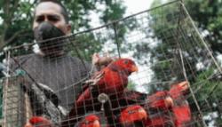 Ditangkap karena Jual Burung Bayan, Pria di Kalbar Ajukan Praperadilan