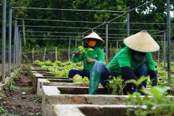 Bermanfaat dan Menguntungkan, Masyarakat Muna Bergabung dengan PT Sele Raya Agri