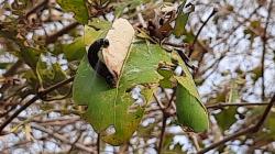 Serangan Ulat Brayo Meluas, Hutan Mangrove di Sidogemah Demak Mengering
