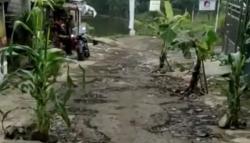 Unggah Foto Jalan Rusak Ditanami Pohon Pisang di Sukabumi, Guru Ini Dimaki Aparat Desa <