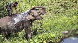 Begini Cara BKSDA Selesaikan Konflik Gajah Liar dan Warga