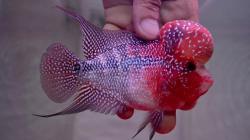 Melihat Cantiknya Ikan Louhan Jenis Super Red Dragon