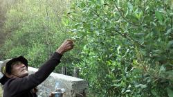 Berkah Serangan Ulat Brayo, Peneliti: Kepompong Bisa Jadi Bahan Baku Sutra Berkualitas