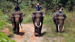 Gajah Jinak Patroli Cegah Konflik Warga dan Hewan Liar