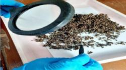 Pertama Kalinya, Sumut Ekspor 'Merica Khas Batak' Andaliman ke Pasar Eropa