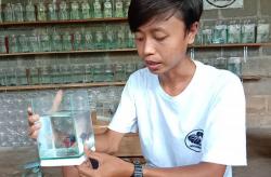  Tertantang Mata Kuliah Ekonomi, Mahasiswa Gunungkidul Sukses Budi Daya Ikan Cupang<