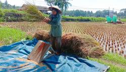 Banyak Alih Fungsi Lahan, Sawah di Pangandaran Mulai Dilindungi