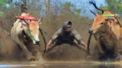 Langgar Protokol Kesehatan, Izin Pacu Jawi di Tanah Datar Dicabut