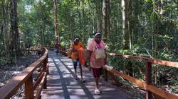 Mengamati Satwa Endemik Papua dari Jembatan Sepanjang 3,2 Km di Hutan Klaso