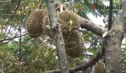 Menikmati Durian Bidadari Khas Lumbang Langsung dari Pohon