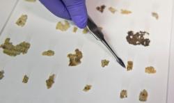 Arkeolog Israel Ungkap Penemuan Fragmen Gulungan Laut Mati, Ini Isinya