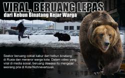Infografis Beruang Lepas dari Kebun Binatang di Rusia, Kejar Warga