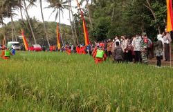 Meski Dikenal Tandus dan Gersang, Produksi Padi di Gunungkidul Capai 30.000 Ton