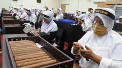 Melihat Produksi 4.000 Batang Cerutu, Siap Ekspor ke Benua Amerika dan Eropa<