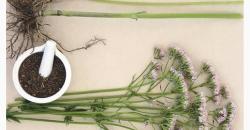 Jahe dan Ekstrak Valerian Berkhasiat Atasi Gangguan Tidur, Cocok bagi Penyintas Covid-19