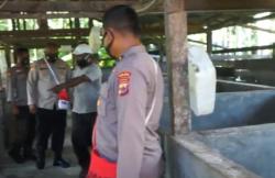 Video Kisah Peternak Babi Binaan Binmas Noken Polri 