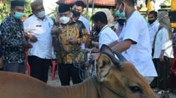 Tingkatkan Ekonomi Rakyat, Pemkab Gorontalo Serahkan Bantuan 5 Ekor Sapi Ternak