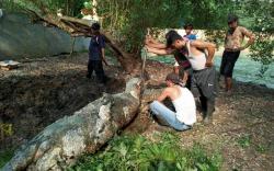 Baron, Buaya Tertua di Penangkaran Blanakan Mati di Usia 80 Tahun